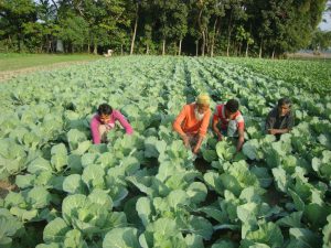 प्रदेश पाँचलाई अर्गानिक कृषि क्षेत्र बनाउने छौं