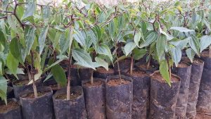 संक्रमित विरुवा बिक्री गरे डेढ लाख जरिवाना, उत्पादन नभए क्षतिपूर्ति