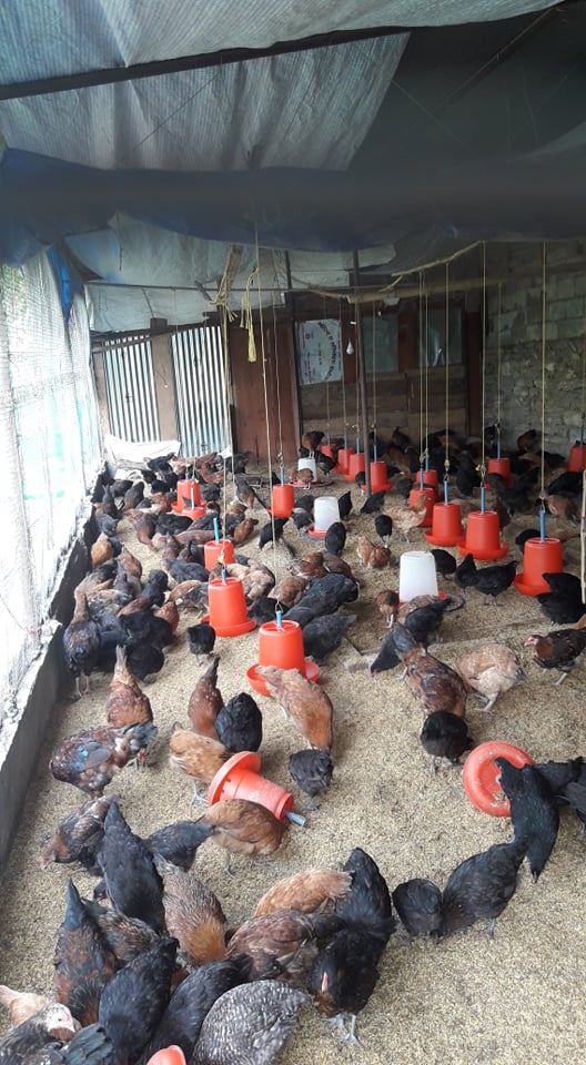 स्वदेशमा पनि रमाउन सकिन्छ युवा कृषक सरोज क्षेत्री