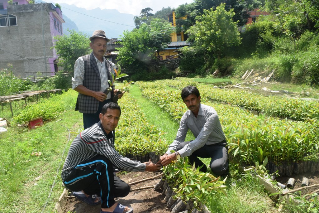 कृषकहरुलाई निःशुल्क विरुवा वितरण सुरु 