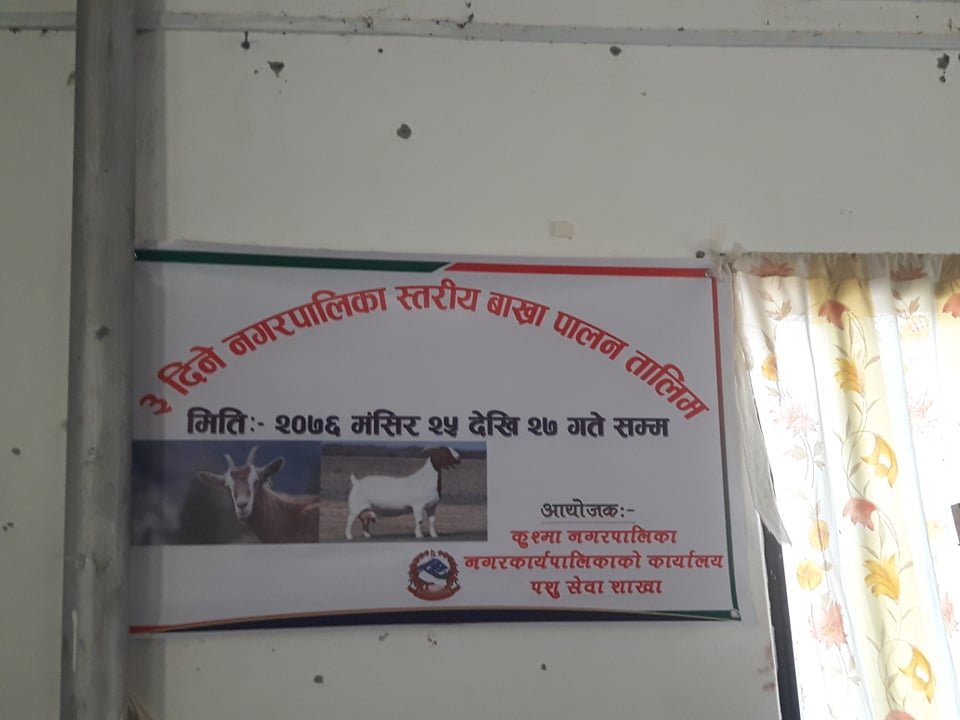 ३ दिने नगरपालिका स्तरीय बाख्रा पालन तालिम सुरु,
