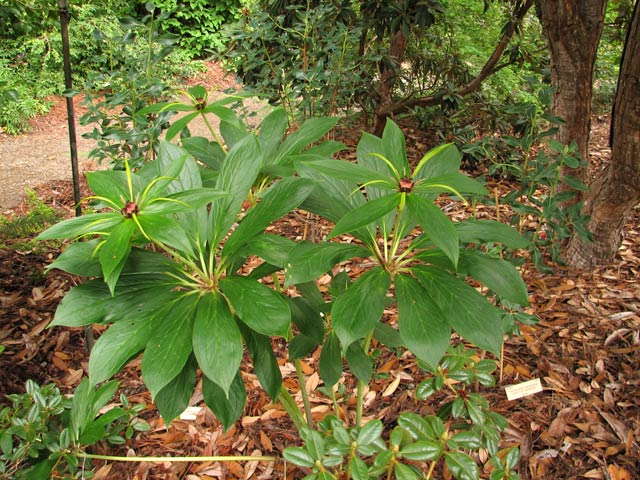 हिमाली जिल्लामा सतुवा खेती फस्टाउदै
