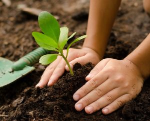 विरुवा उत्पादन गर्न २६ करोड सहयोग