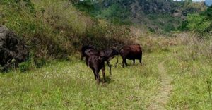 पर्वतको कुश्मामा छाडा पशुपंक्षीको व्यवस्थापनका लागि गौशाला