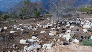 चट्याङ लागेर जुम्लामा ५ सय बढी भेडा मरे