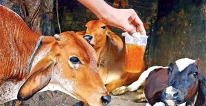 गौमुत्र सेवन गर्दा के हुन्छ ?