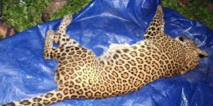 कुकुरले टोकेर चितुवालाई मारेपछि…