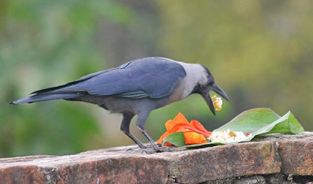 श्राद्धमा कागलाई पहिला खाना दिनुको कारण