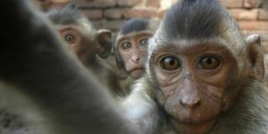 हराएको मोबाइल भेट्दा बाँदरको पोज–पोजको सेल्फी देखियो ! (भिडियो)