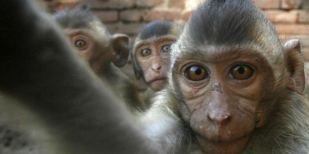 हराएको मोबाइल भेट्दा बाँदरको पोज–पोजको सेल्फी देखियो ! (भिडियो)