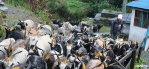 च्याङ्ग्राको मुल्य मुस्ताङमै ३० हजार, ब्यापारीभन्दा पहिले नै बिचौलिया हावी
