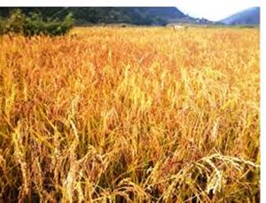 न्यूनतम मूल्यमा धान खरिद गर्ने कार्यविधि मन्त्रिपरिषदद्वारा पारित