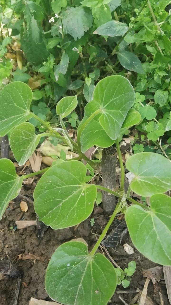 मंसिर ७ गते सरकारविरुद्ध २२ दल सडकमा उत्रने