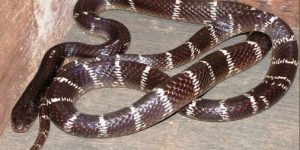 सर्पले डसेका बालकको उपचारमा २६ लाख जुट्यो, किन आवश्यक भयो यति धेरै रकम?