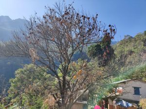सुन्तला बोटमै सुक्न थाल्यो, किराको प्रकोपले बोट नै रित्तै