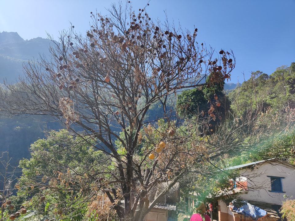 सुन्तला बोटमै सुक्न थाल्यो, किराको प्रकोपले बोट नै रित्तै