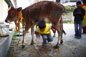तिहारको चौथो दिन आज गाई र गोरू पूजा, म्ह पूजा पनि आजै