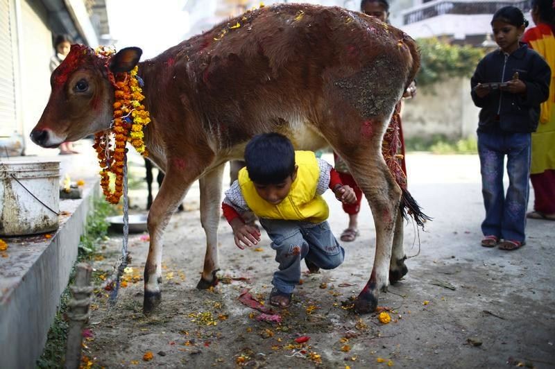 तिहारको चौथो दिन आज गाई र गोरू पूजा, म्ह पूजा पनि आजै