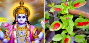 आज हरिबोधिनी एकादशी, तुलसीको विवाह गरी मनाइँदै