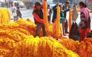 १४ करोडको फुलको कारोबार भयो यो वर्षको तिहारमा, सयपत्रीमात्रै १२ करोडको