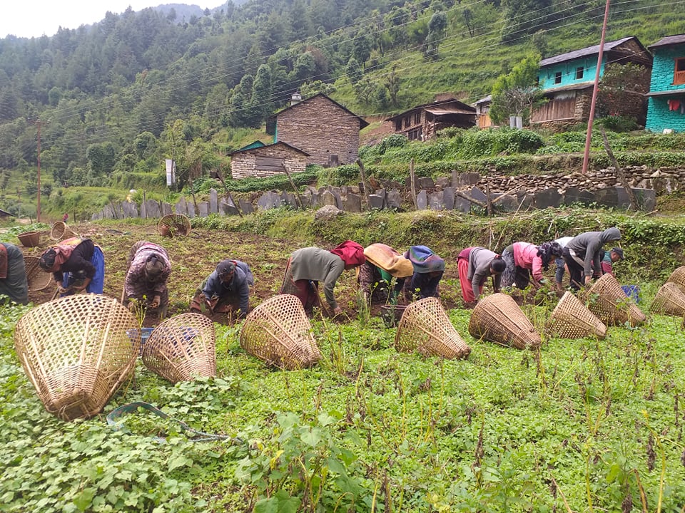 गण्डकीकै पहिचान हुन् बागलुङमा पाईने आलु र भाँगो