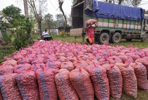 शुक्लागण्डकीले बाँड्यो ३० हजार किलो आलुको विउ