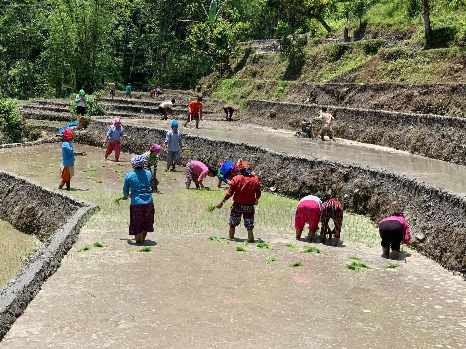म्याग्दीको बरंजामा धान रोप्ने चटारो