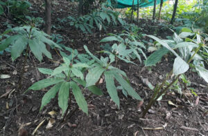 पर्वतमा पहिलोपटक सतुवाको व्यावसायिक खेती शुरु