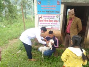 फलेवासमा साढे दुई सय कुकुरलाई रेजिव बिरुद्धको खोप