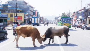 छाडा पशु व्यवस्थापनको छैन संयन्त्र