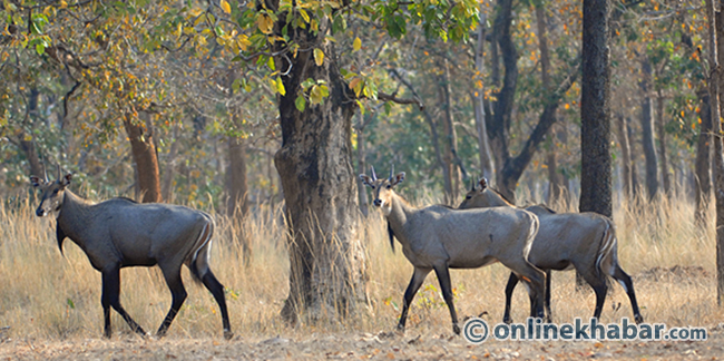 गाडीको ठक्करबाट निलगाईको मृत्यु