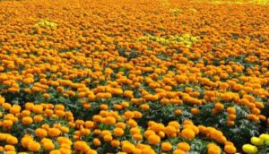 सयपत्रीको माग पर्वतमा धेरै, उत्पादन कम