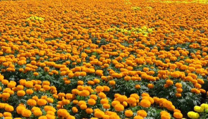 सयपत्रीको माग पर्वतमा धेरै, उत्पादन कम