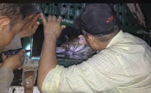 बर्दियामा पाटे बाघ नियन्त्रणमा