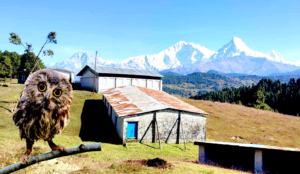 पर्वतको जलजला-५ लोप्रेमा लाटो कोसेरो उत्सव हुने