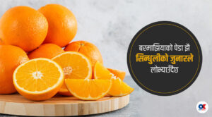 जुनार : राजमार्गको रसिलो कोसेली