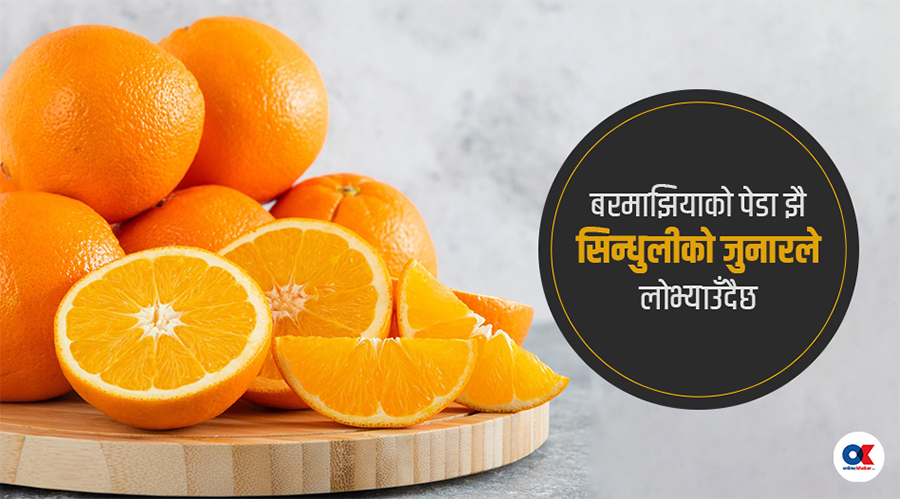 जुनार : राजमार्गको रसिलो कोसेली