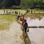 ढुसीको संक्रमणले पर्वतमा धानबाली नष्ट