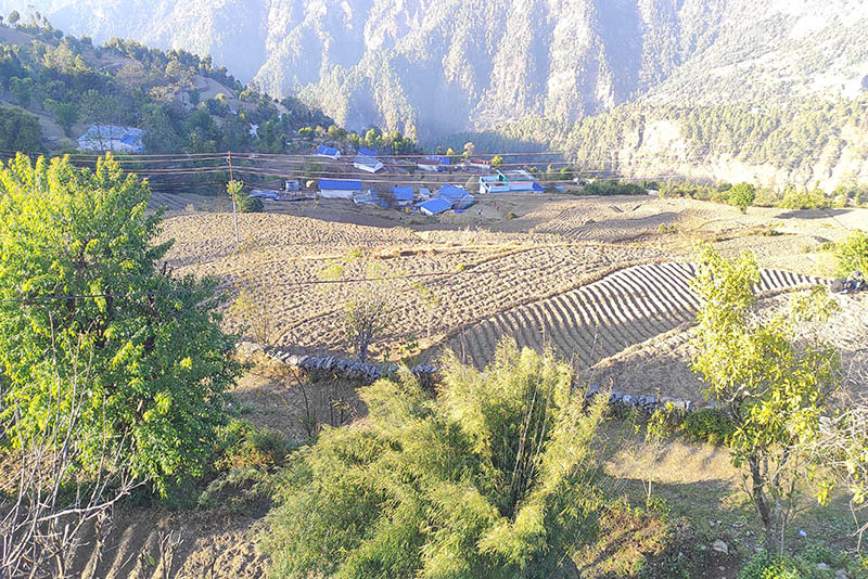 जिल्लाको जलजला गाउँपालिका–९ बनौँका कृषकहरू फलफूल खेतीतर्फ आकर्षित