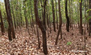 सरकारको १०० कार्यसूचीमा उपेक्षित वन व्यवस्थापन
