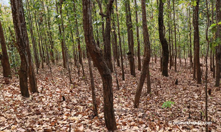 सरकारको १०० कार्यसूचीमा उपेक्षित वन व्यवस्थापन